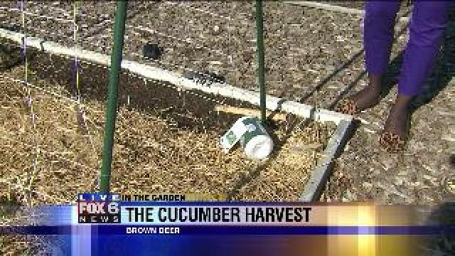 The cucumber harvest