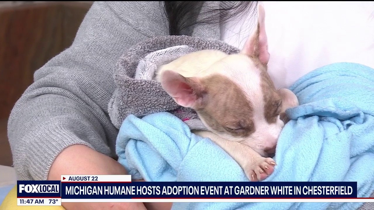 POP-UP Pet Adoption Event