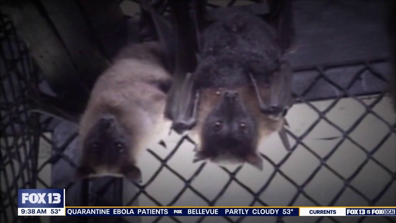 Three exposed to rabid bat in Snohomish County