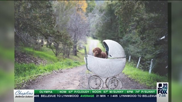 Couple recreates baby photos with a 4-legged friend instead