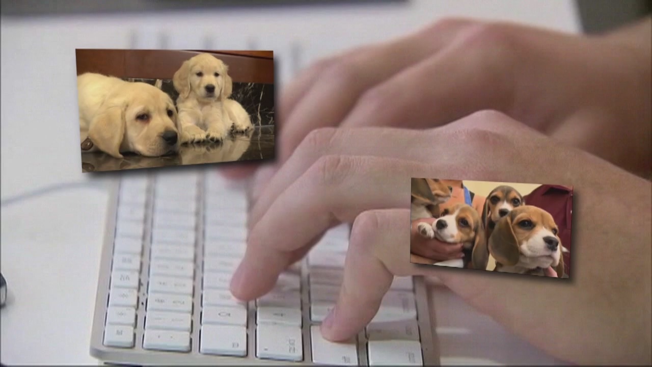 Scam Week: Pet Adoption Scams