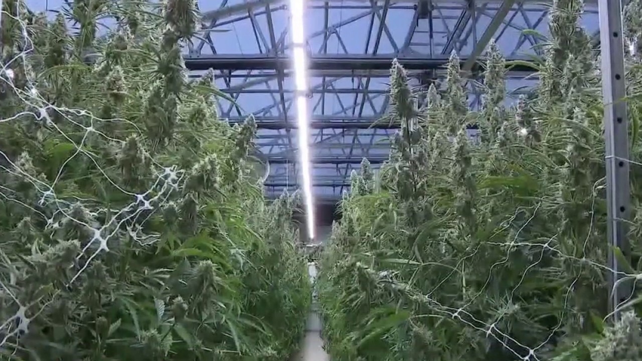 Medical marijuana reclassified by new Trump order