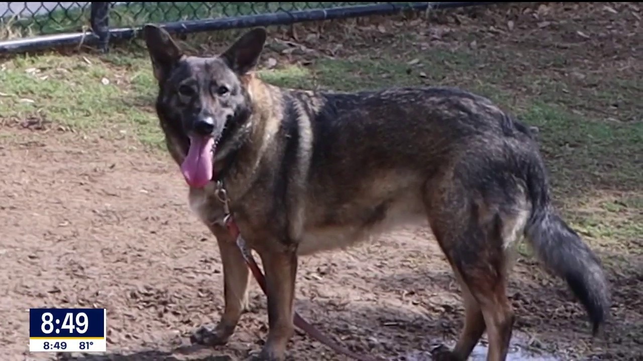 Dog of the Day: Honey