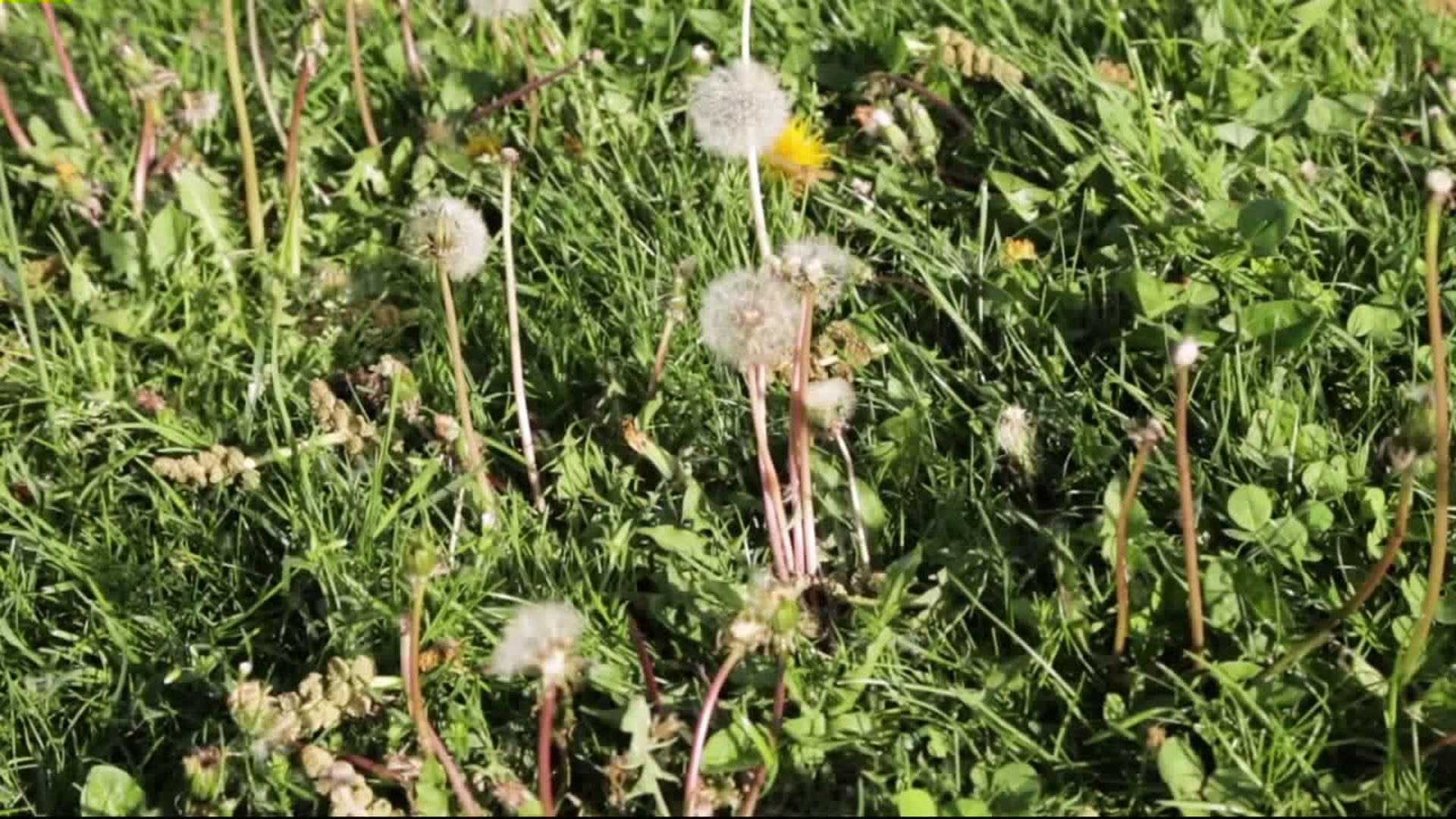 Allergy shots without needles