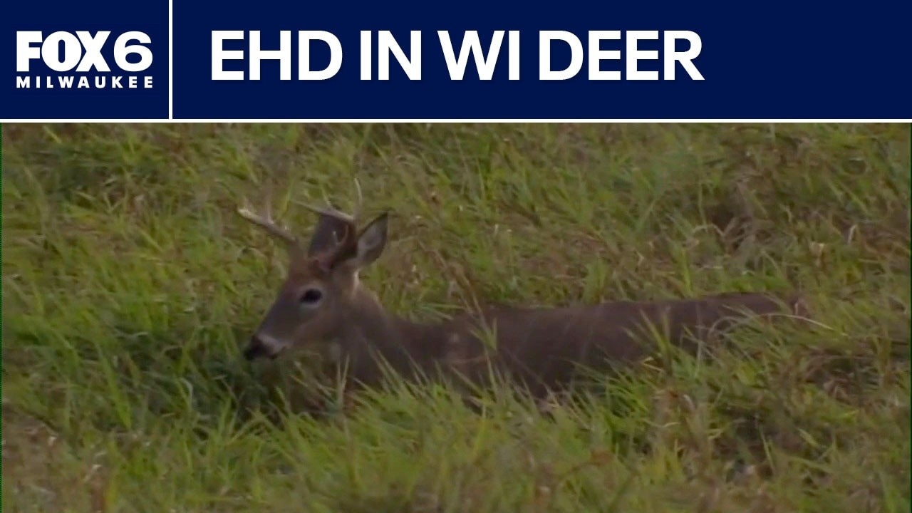 EHD in Wisconsin deer; what DNR officials are seeing