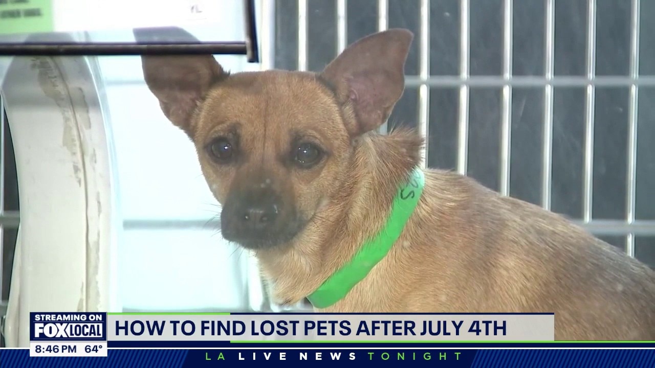How to find lost pets after 4th of July