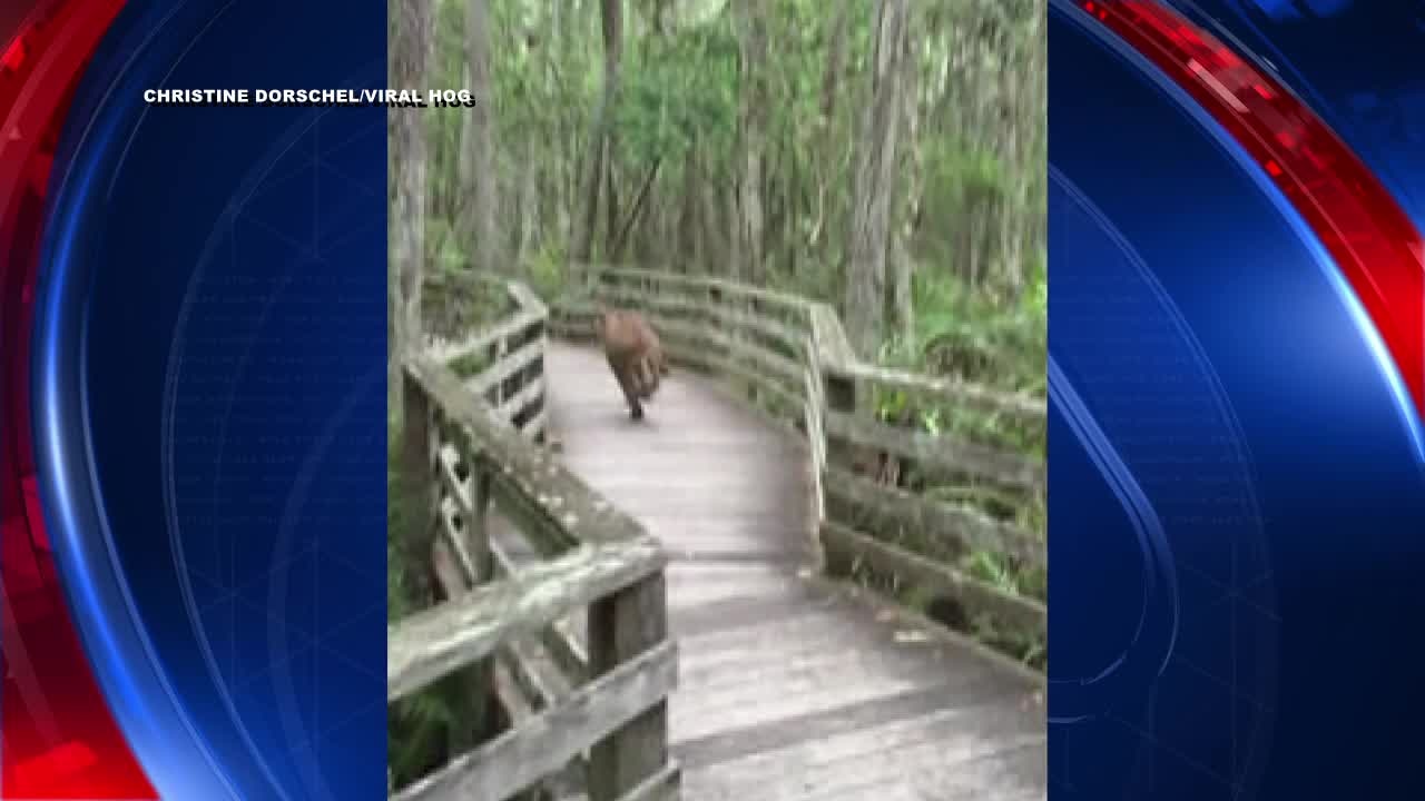 Florida panther encounter