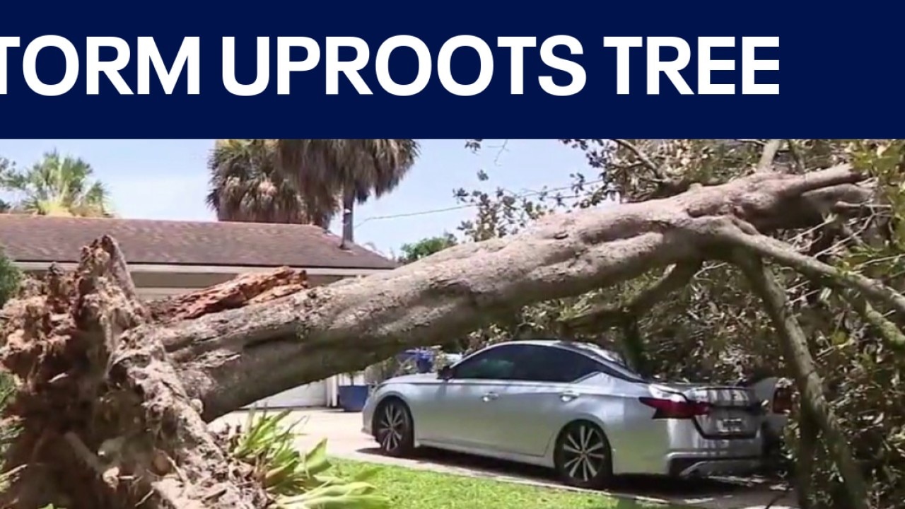 Storm uproots tree, crushes cars outside Maitland home