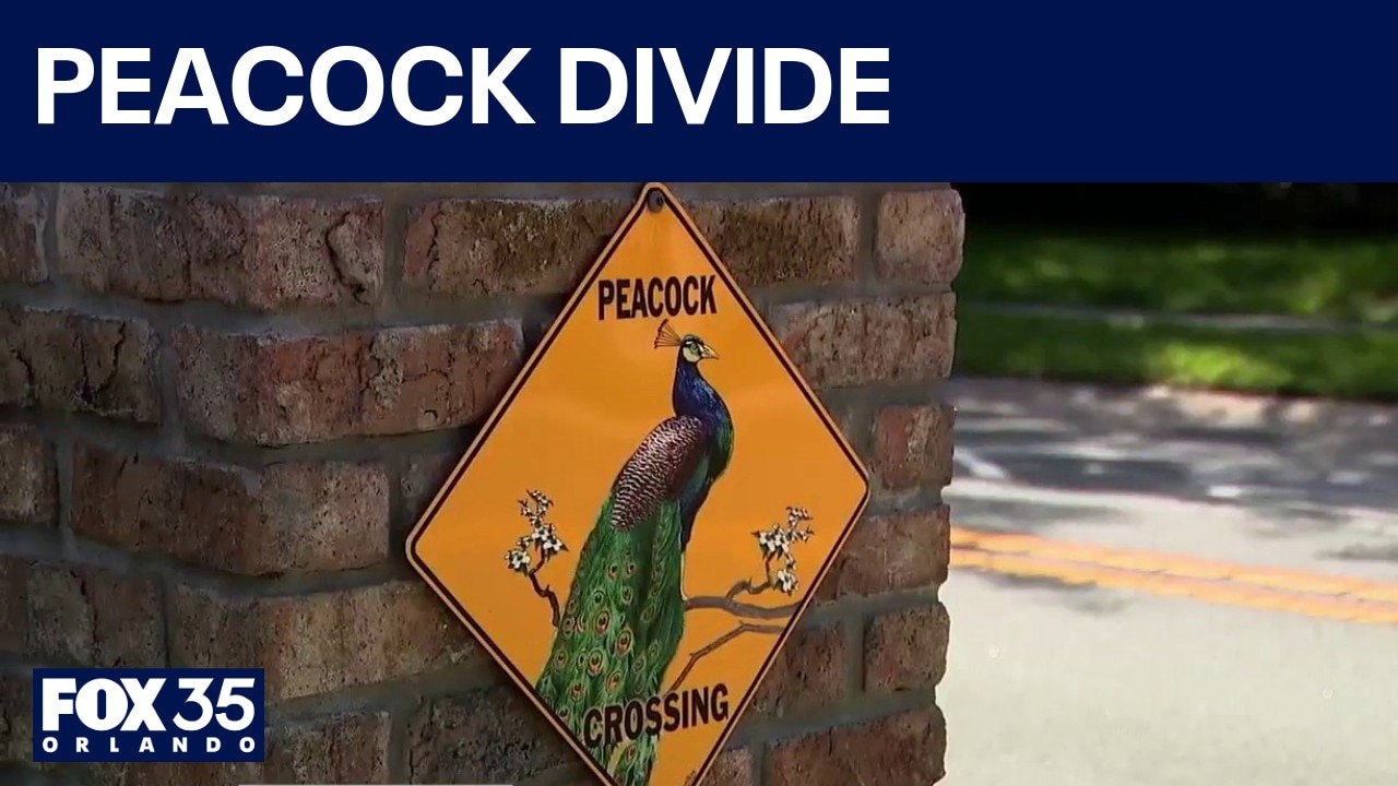 Casselberry residents divided over peacocks 