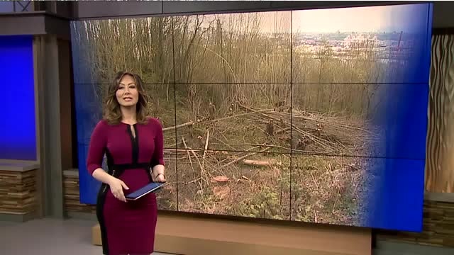 150 Trees Cut Down in West Seattle