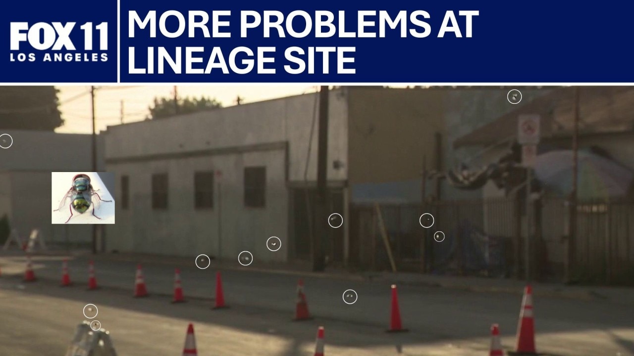 Fly infestation at Boyle Heights Lineage site