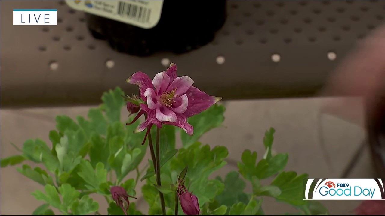Shade Perennials 