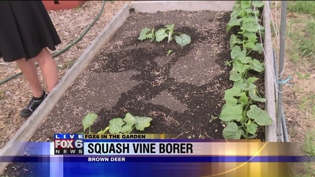 For vine crops from acorn squash to zucchini, the first pest to watch for is...