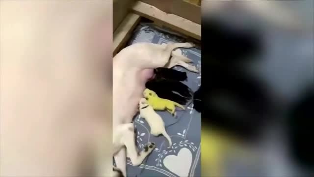 Dog gives birth to lime green puppy