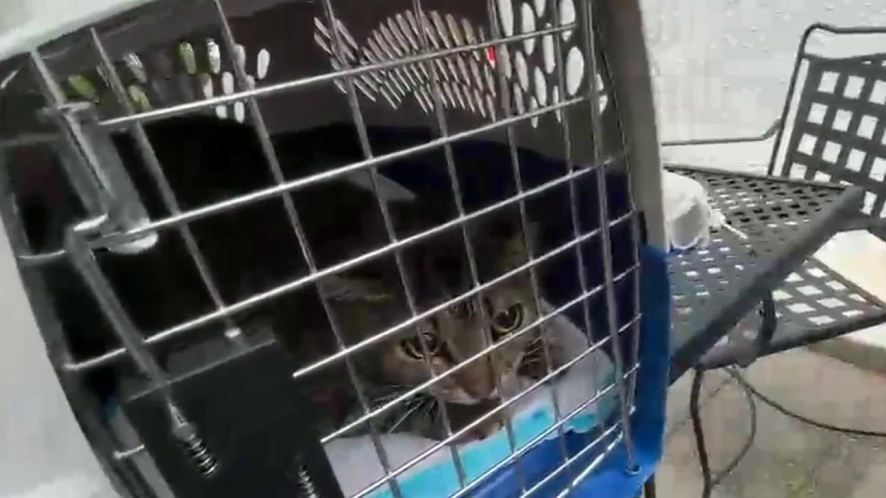 Pop-up vet clinic brings low-cost care to Sweet Auburn district