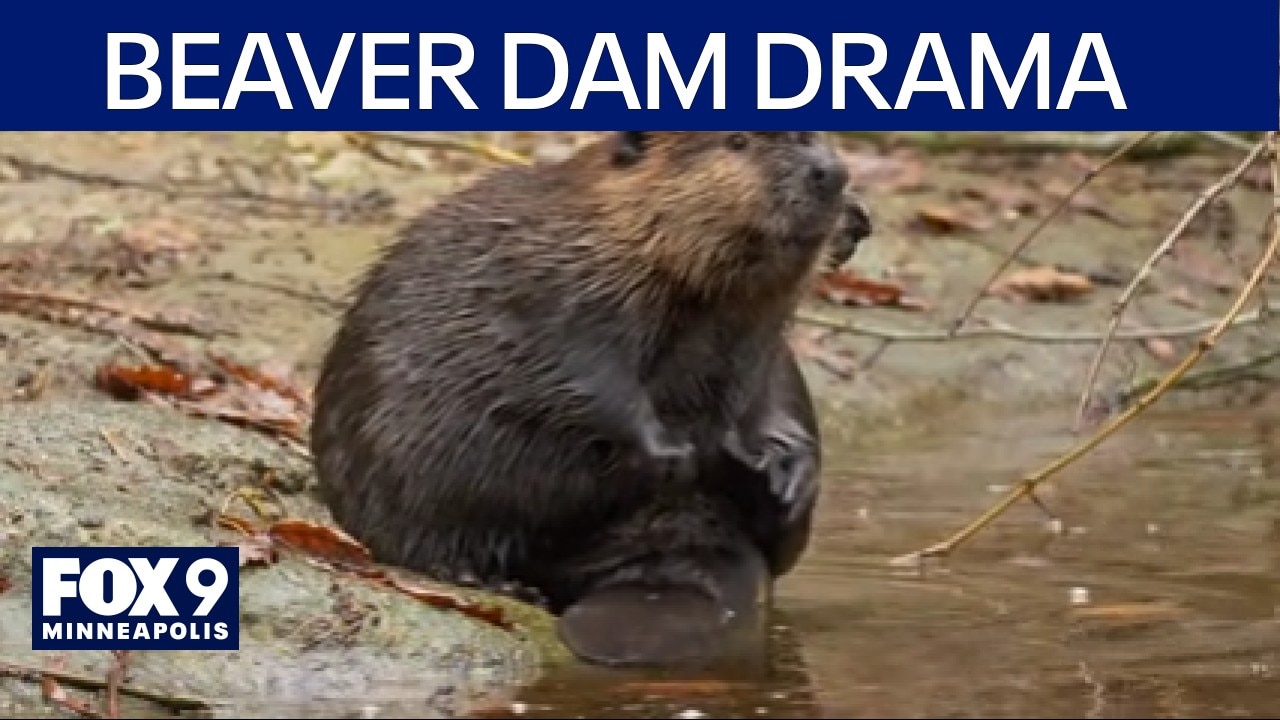 Beaver dam puts a Minnesota city's history at risk