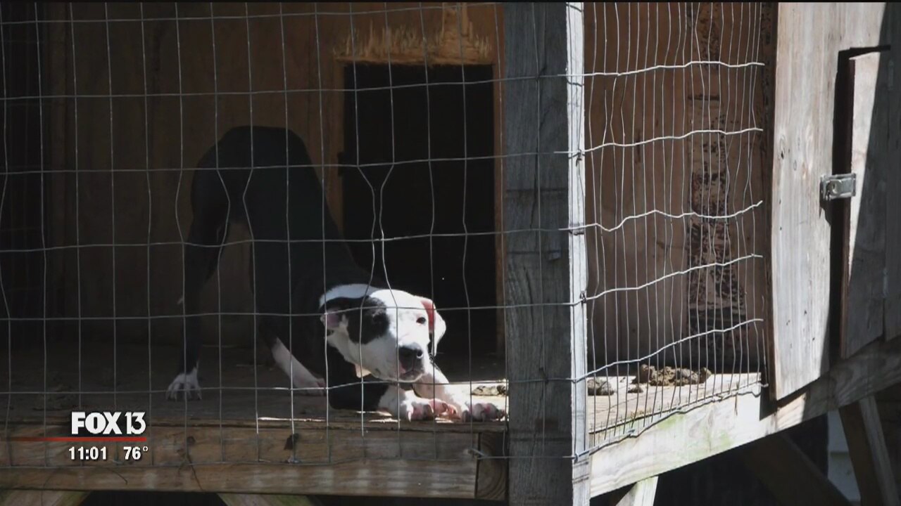 Dogs seized from apparent fight training facility