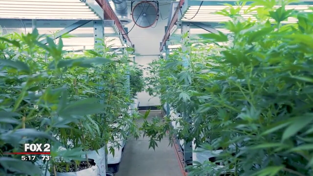 Pot companies position for potential legalization in Michigan
