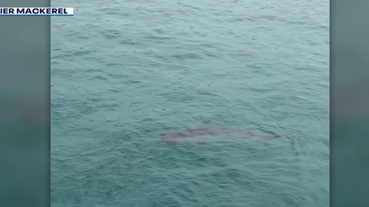 Rare hammerhead shark spotted in Malibu