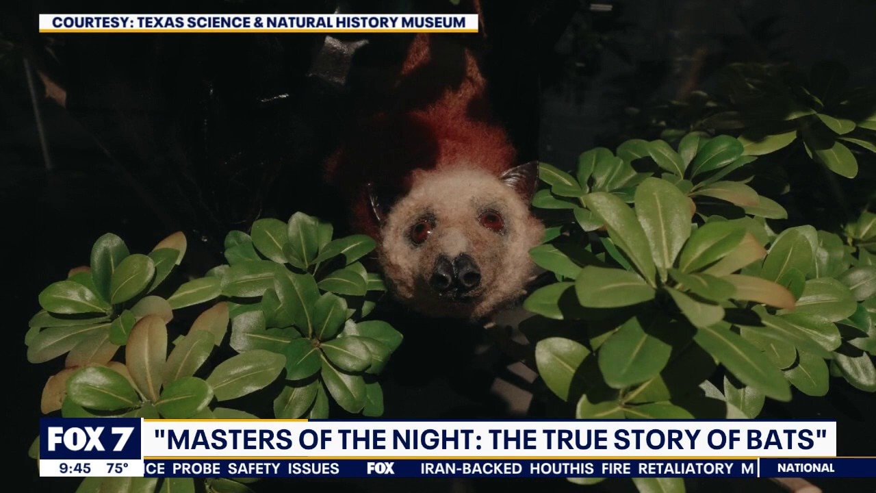'Masters of the Night: The True Story of Bats' exhibit