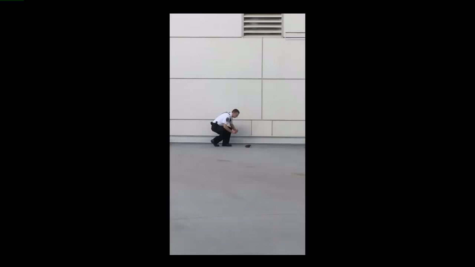 Bird rescued from hospital roof