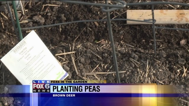 Time to give peas a chance -- one of the earliest crops to plant