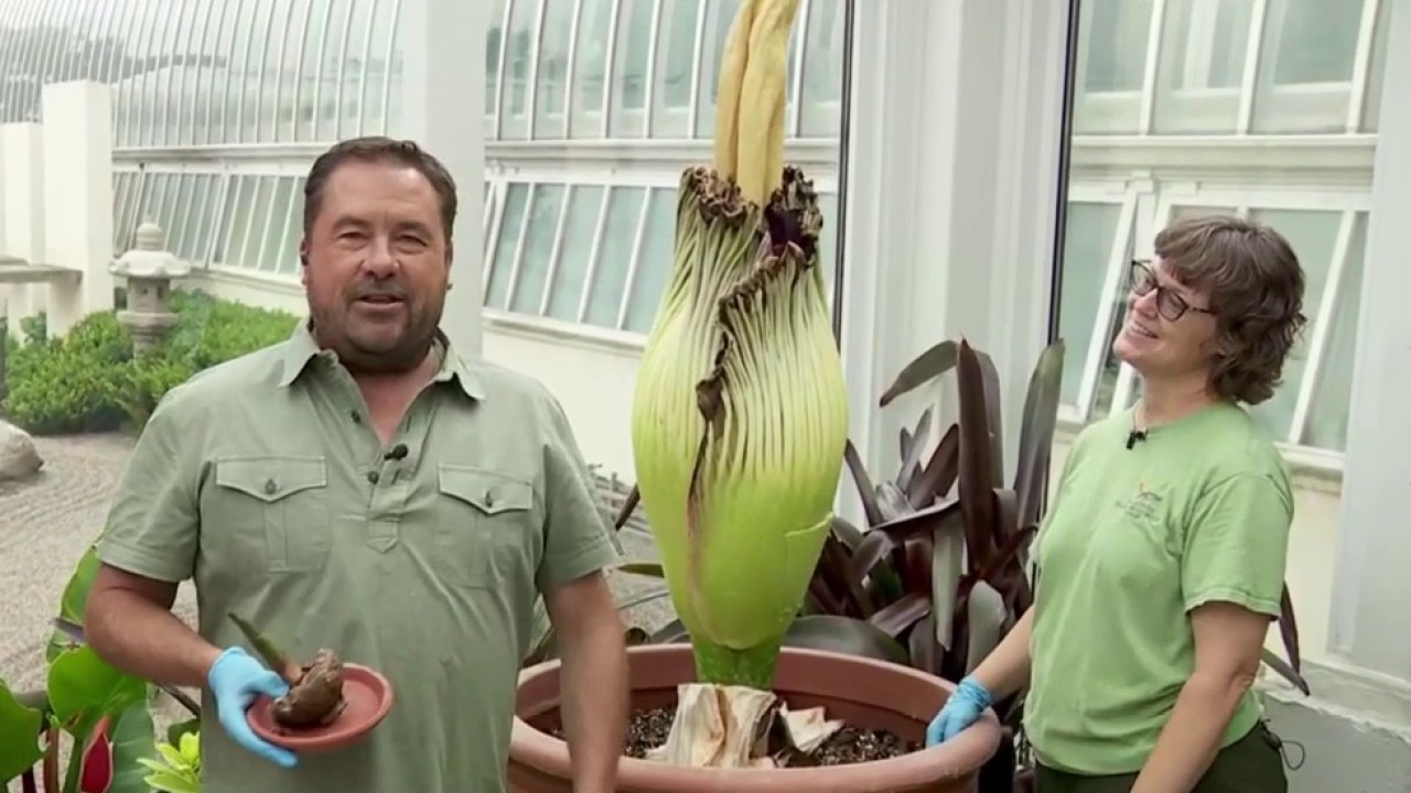 What's next for Horace the corpse flower?