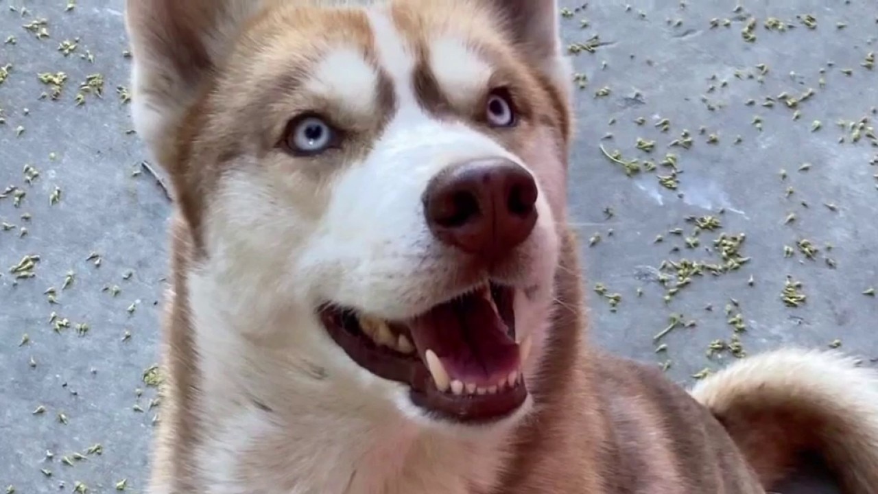 Family's dog found hanged in Lynwood alley