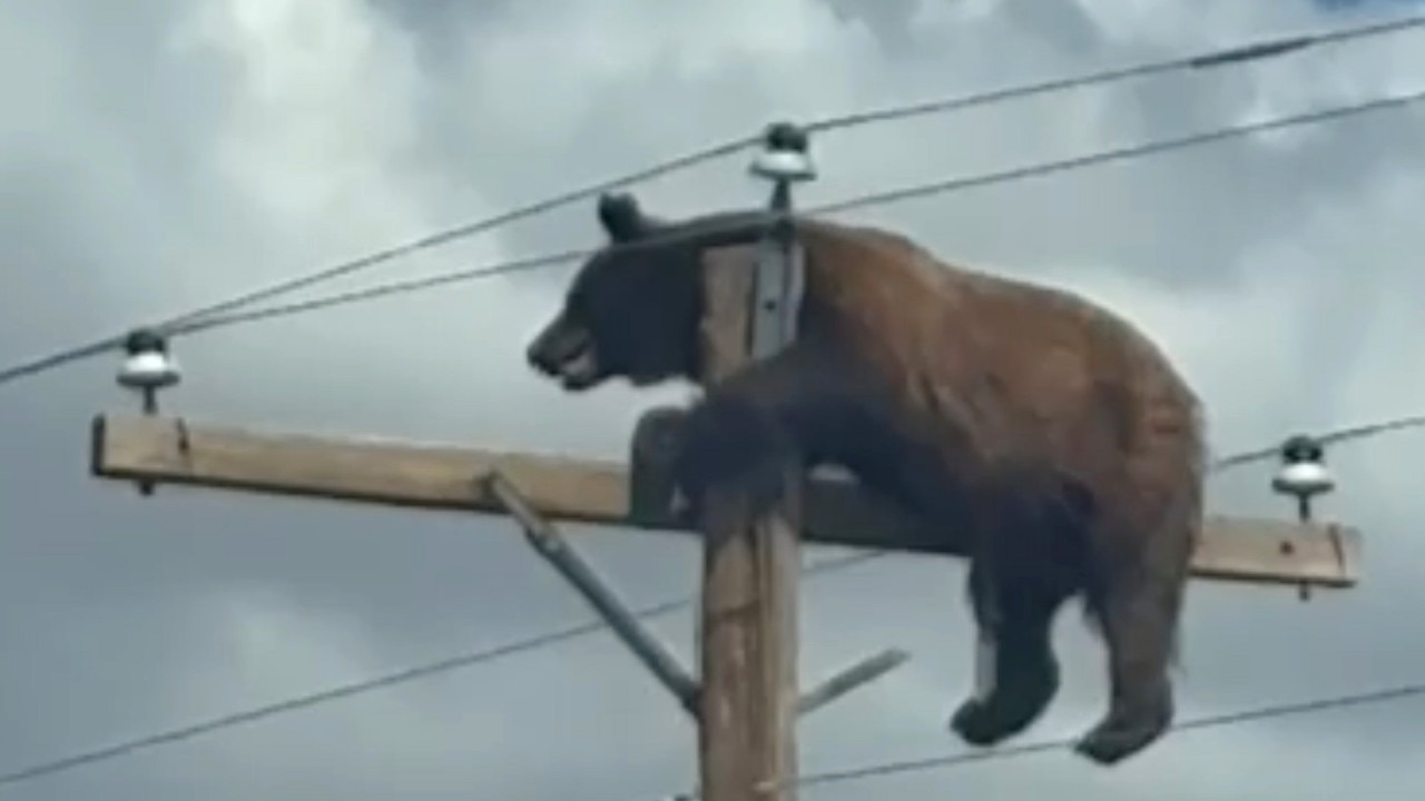 Bear dies after climbing utility power pole on New Mexico highway