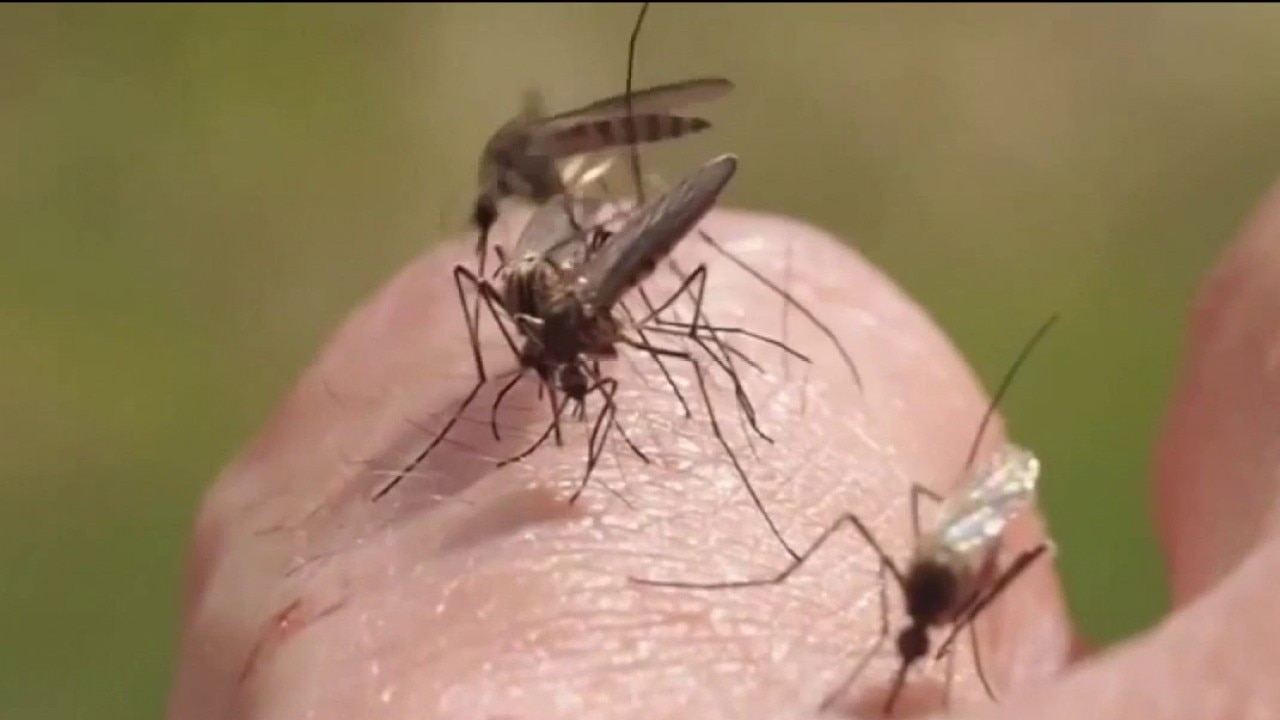 Update on Hillsborough dengue outbreak