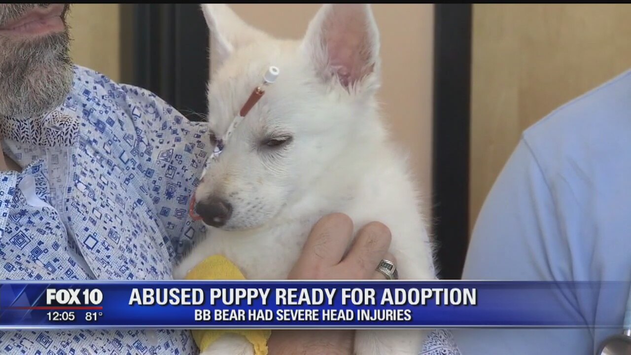Badly beaten Husky puppy now up for adoption