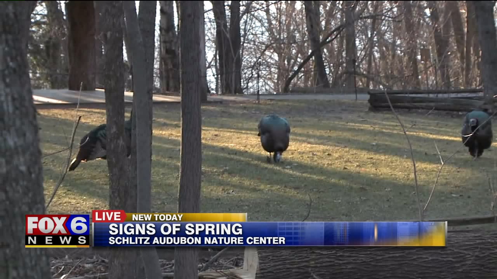 Signs of spring