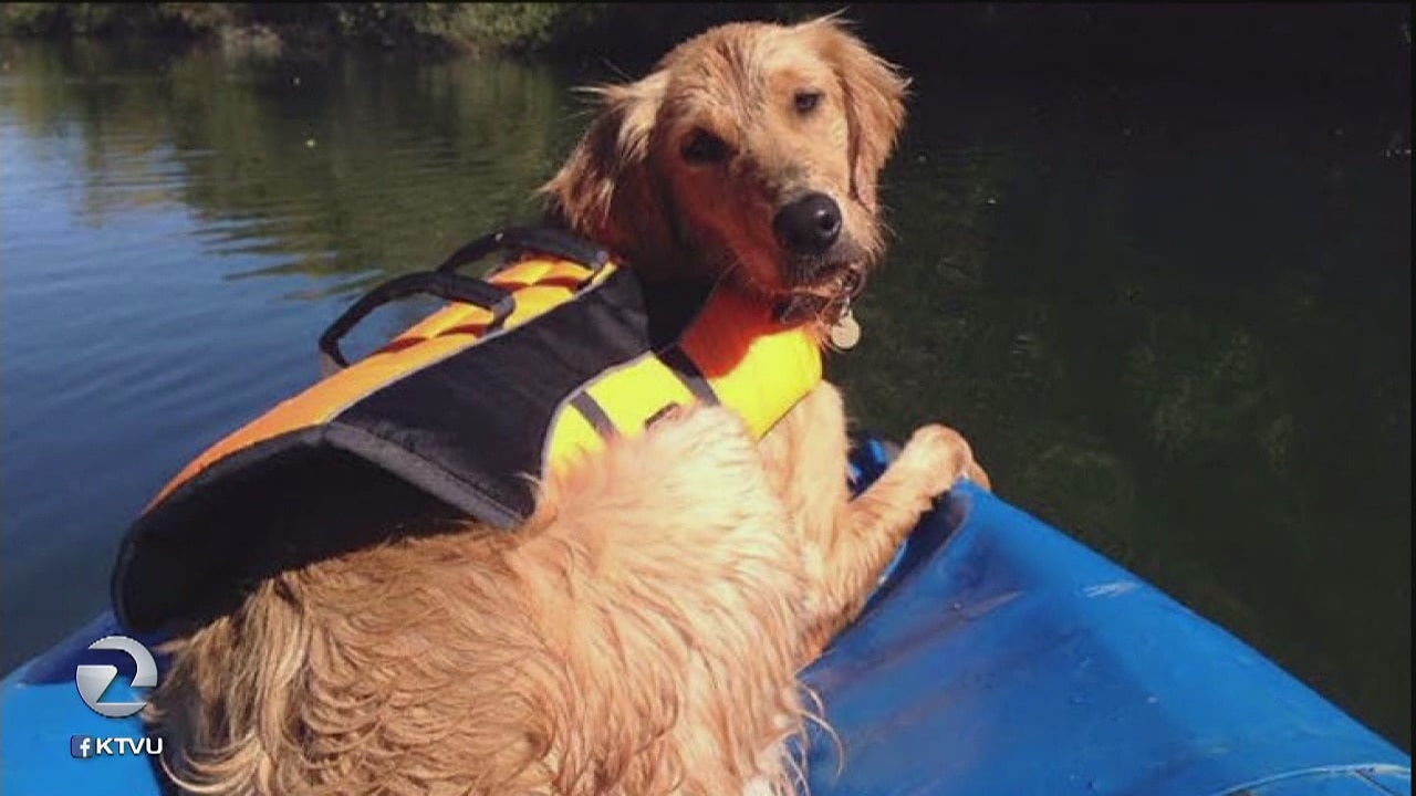 Dog owners warned of toxic algae in Russian River