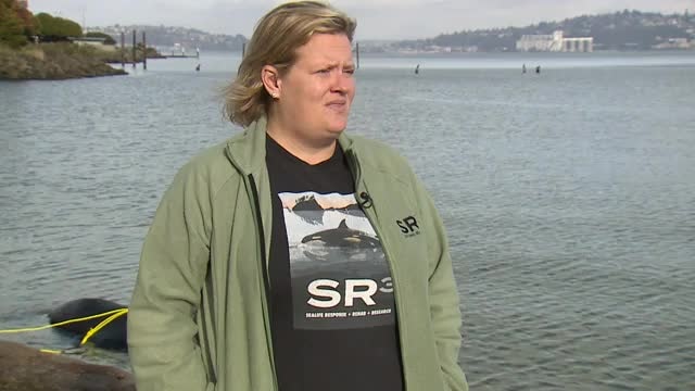 Sea Lion Murder Mystery