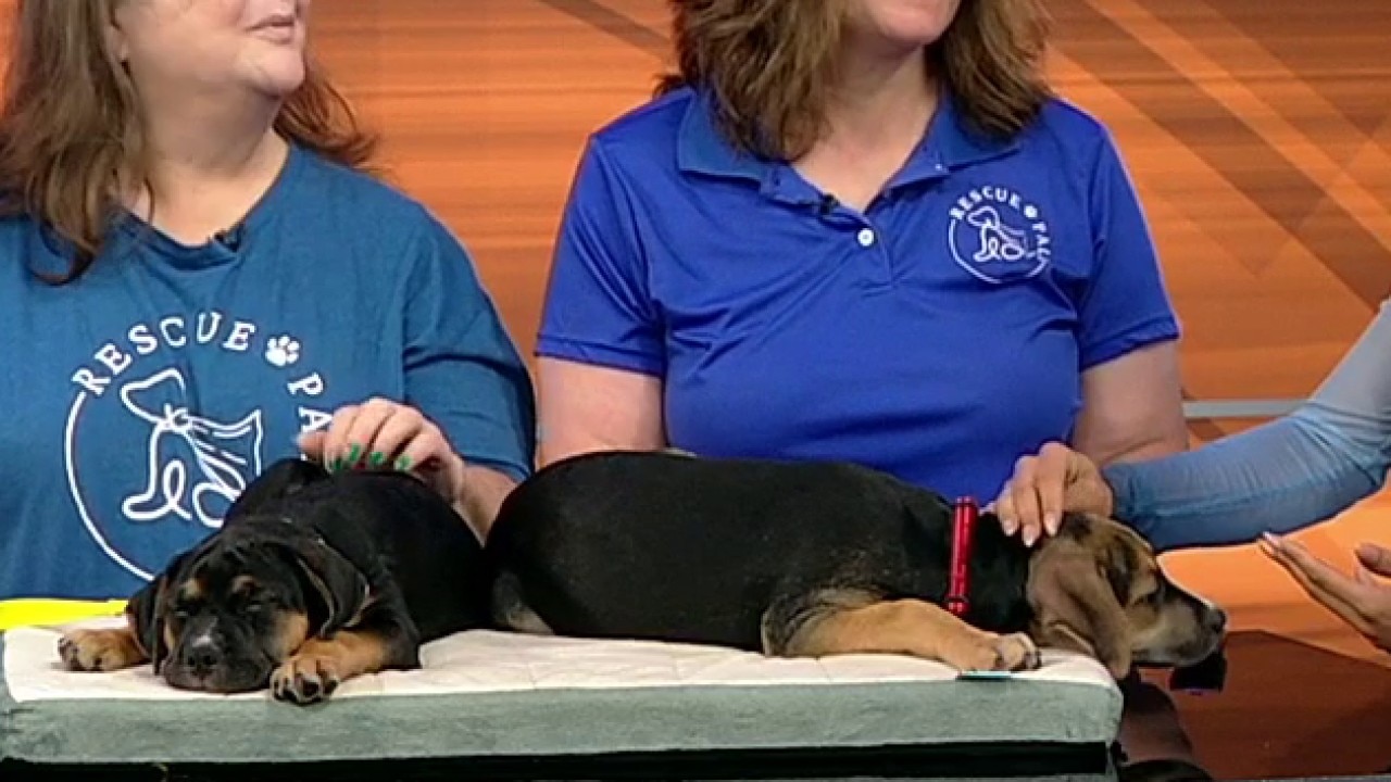 Pets of the day: Abigail Adams and Thomas Jefferson