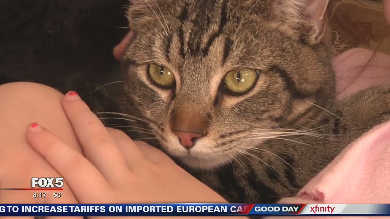 Cat's journey to the airport