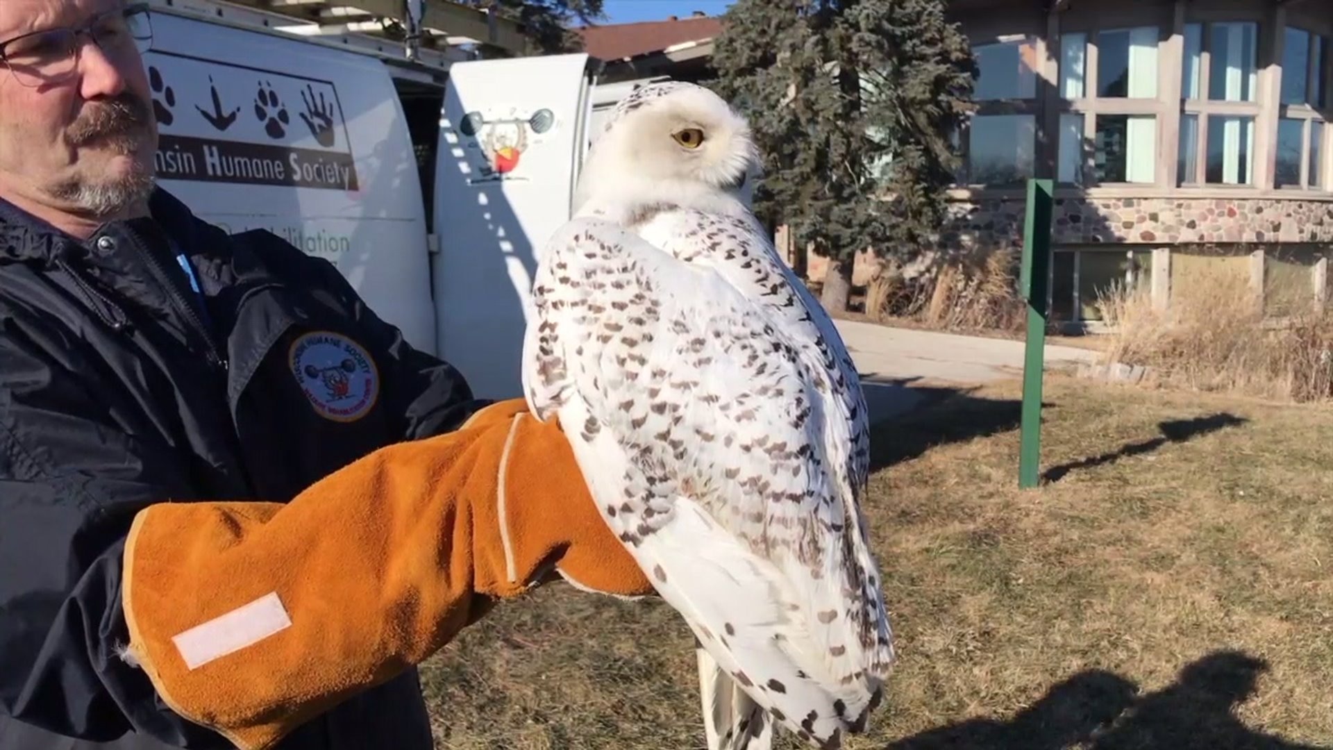 Snowy owl release