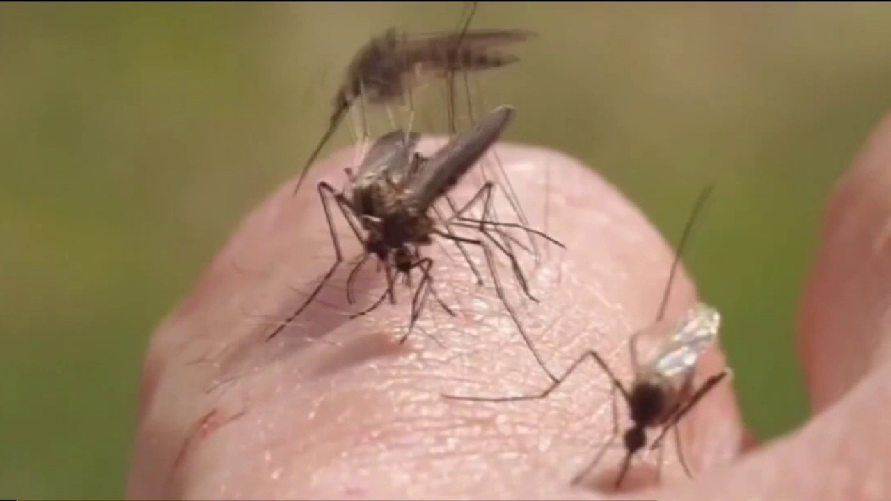 Dengue fever cases on the rise