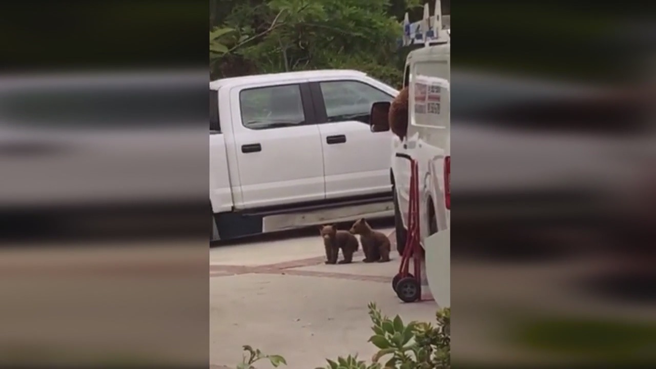 Curious bear 'bearjacks' air conditioning work truck