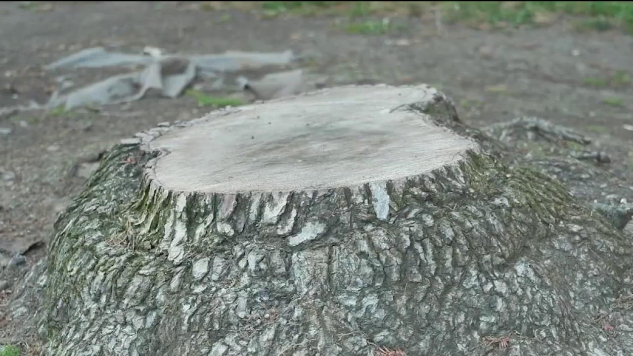 Herbicide suspected as cause of dozens of tree deaths in Mountain View