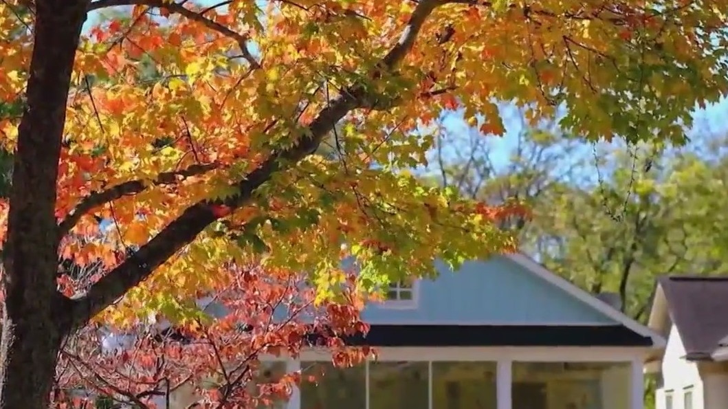 Leaf watching in Dahlongea