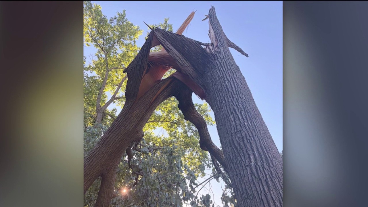 Centuries-old 'witness tree' near Abraham Lincoln's home destroyed by storms