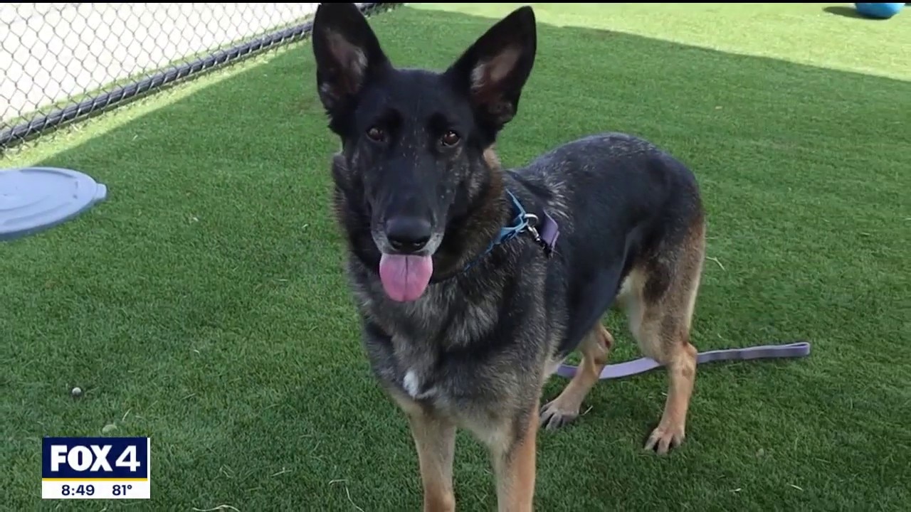 Dog of the Day: Vera