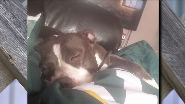 A family dog goes missing, critical lifeline for paralyzed boy