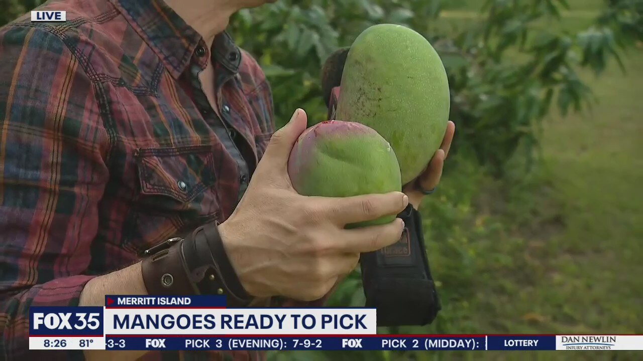David Does It: Mangoes ready to pick