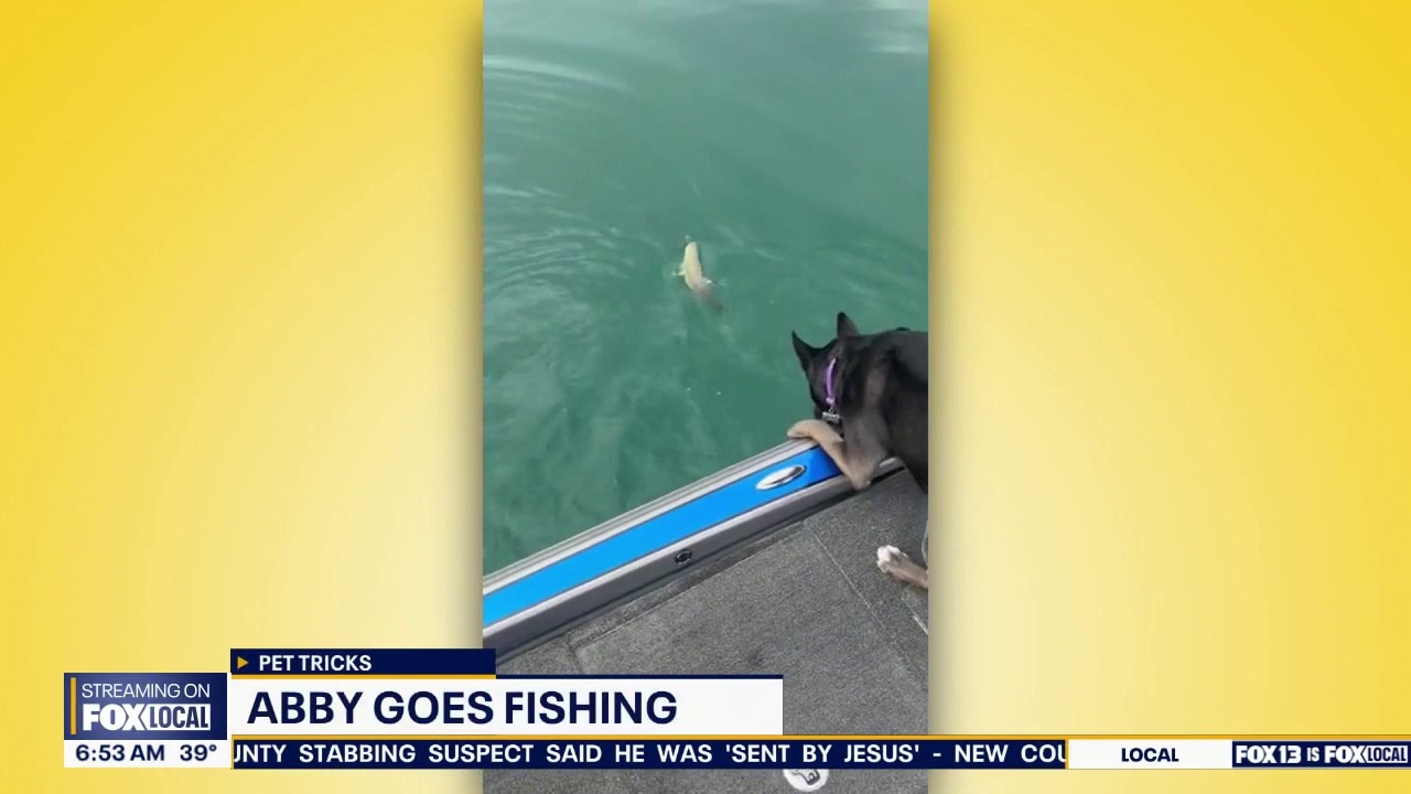 Pet Tricks for Wednesday, April 15