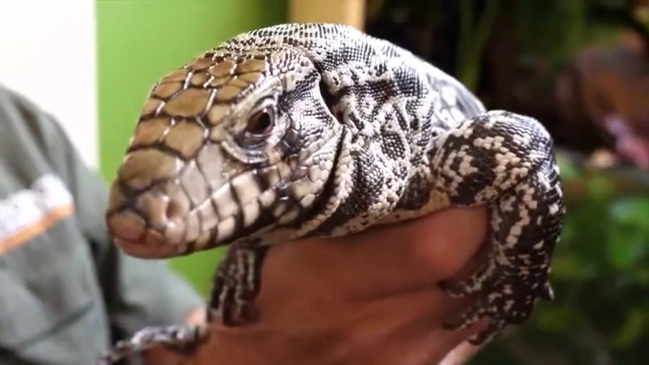 Invasive tegu lizards spread in Georgia