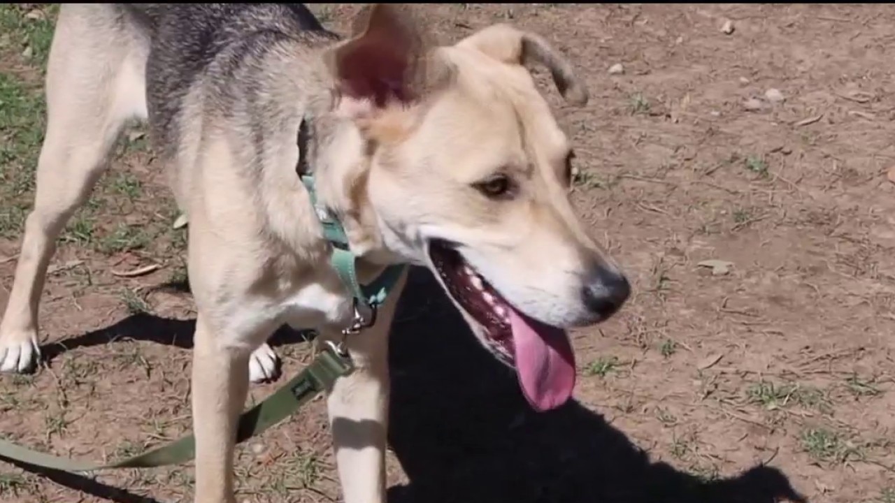 Meet Scooby, a sleek shepherd mix up for adoption at SPCA of Texas