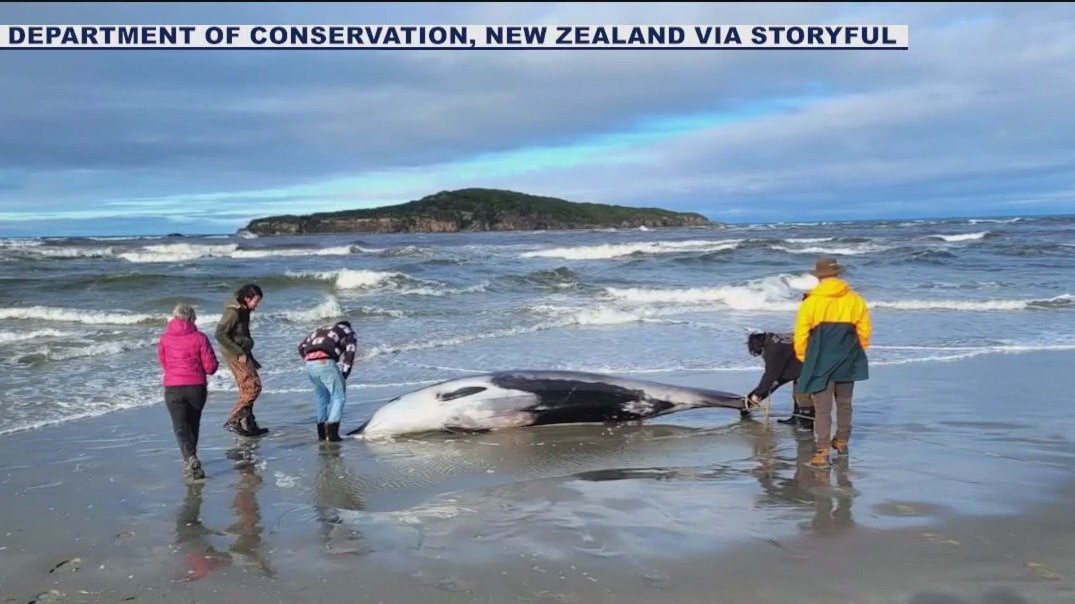 A rare whale spotted dead for first time