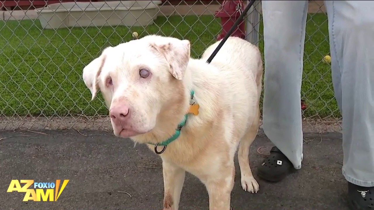 Blind dog found abandoned in Arizona desert